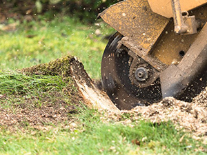 Lorenzo`s Gardening Service