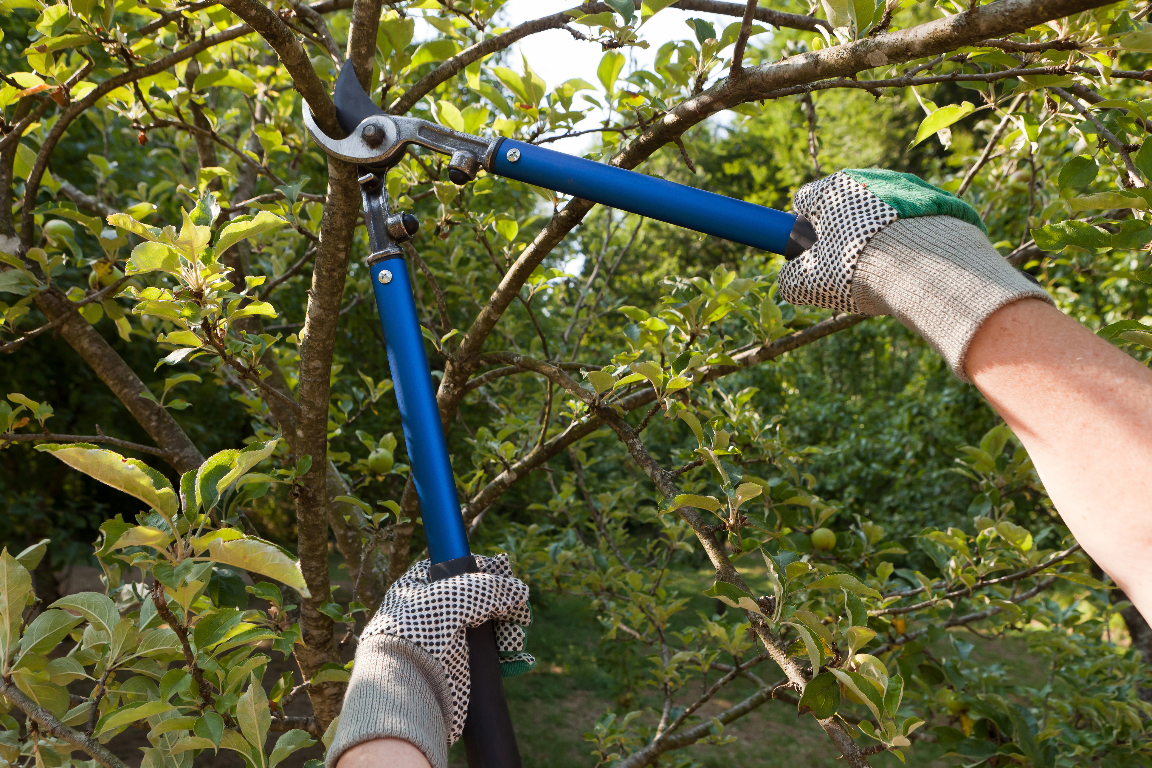 Lorenzo`s Gardening Service